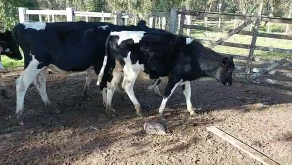 Lote 14 Novillos HOLANDO 240kg - , San José