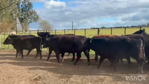 Lote 17 Vaquillonas c/garantía de preñez