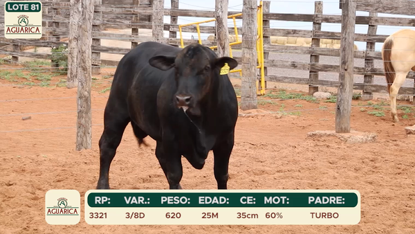 Lote LOTE 81
