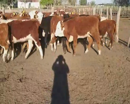 Lote 40 Terneras en Villaguay, Entre Ríos