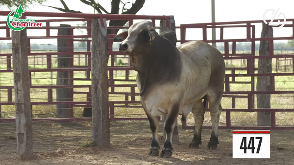 Lote Brahman