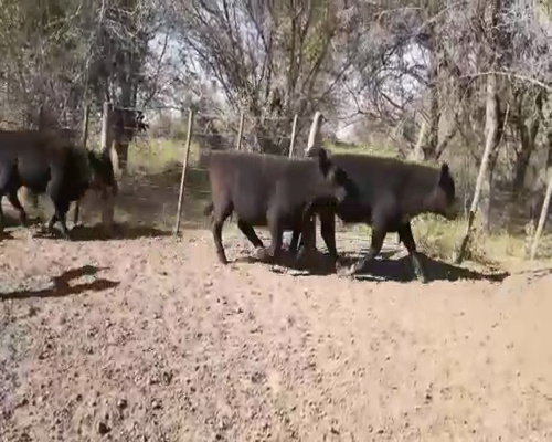 Lote 65 Terneros/as en Dolores, Buenos Aires