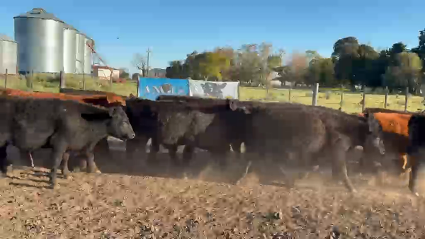 Lote 69 Terneros