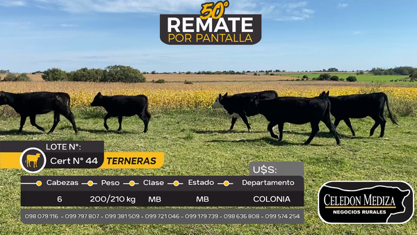 Lote 6 Terneras en Puntas de Arenales, Colonia