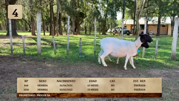 Lote LOTE 4