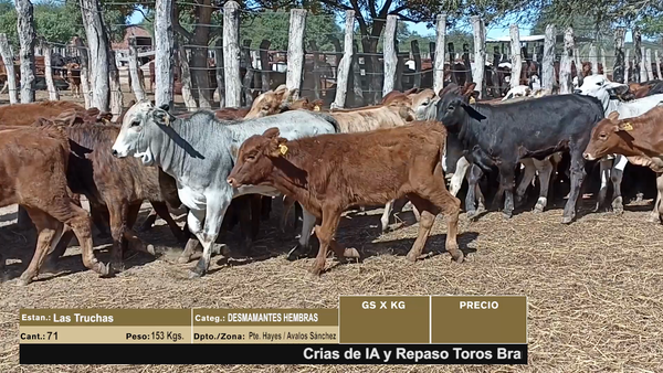 Lote LOTE 2 - 71 DESMAMANTES HEMBRAS