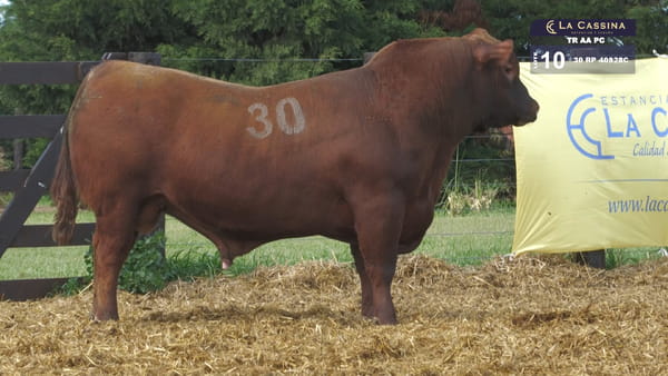 30 -  40928C — TOROS ANGUS PURO CONTROLADO