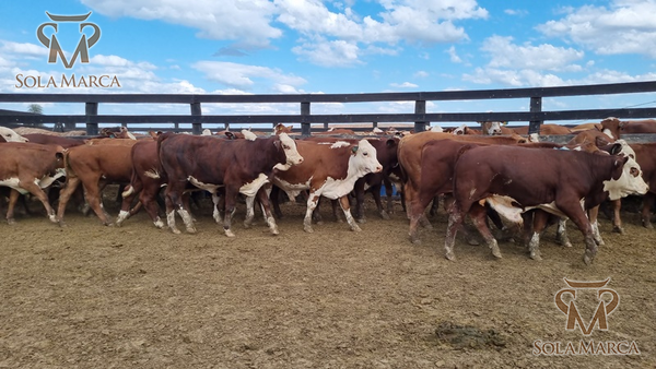 Lote Terneros Cbo 2