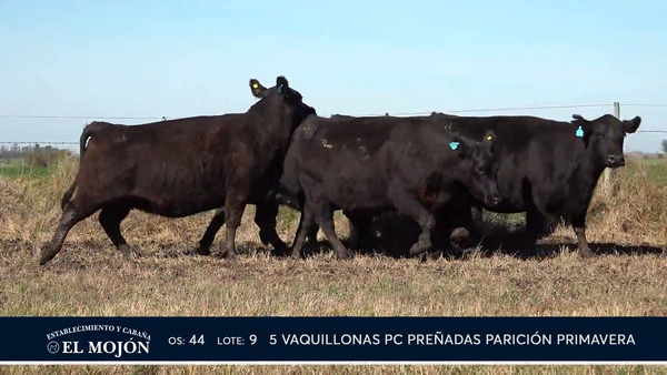Lote NEGRAS PREÑADAS PARICIÓN PRIMAVERA