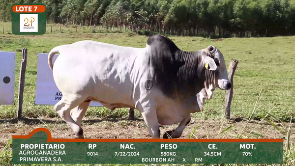 Lote 2P PRIMAVERA