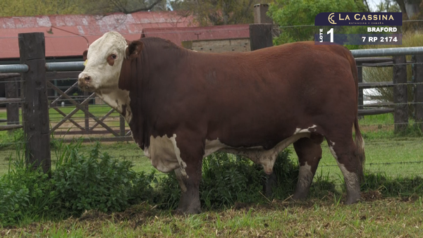 Lote TORO BRAFORD