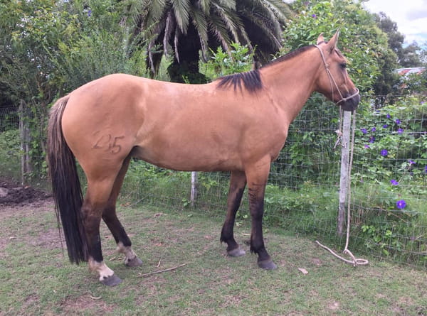 Lote LIBRA ESCONDIDA