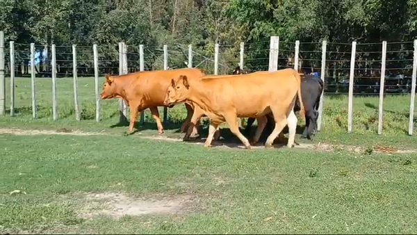 Lote vaquillonas gordas