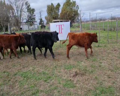 Lote 8 terneros/as - Pehuajó Pcia Bs As