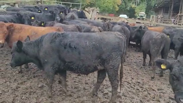 Lote 45 Vaquilla Engorda en Freire, IX Región Araucanía