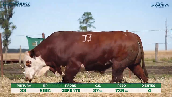 Lote Toros Braford controlados