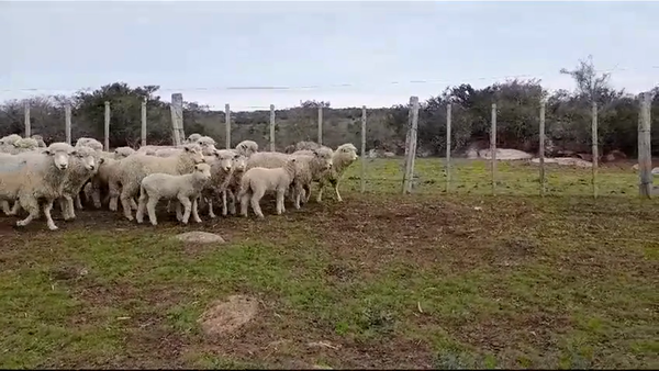 Lote (Vendido)107 Piezas de cría CORRIEDALE en CUFRE