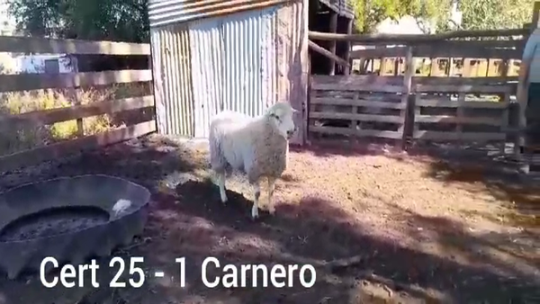 Lote CARNERO