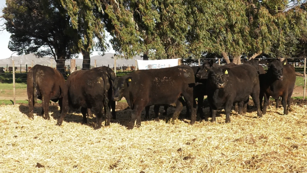 Lote VAQUILLONAS  PC  PARICION OTOÑO