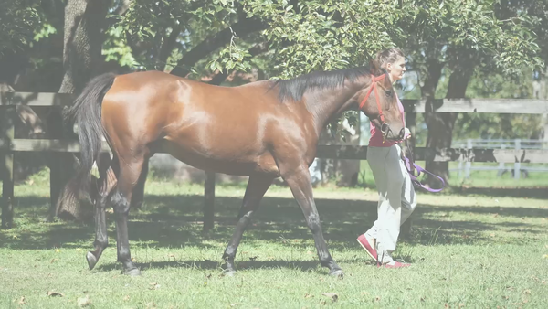 Lote STAR RIDE (RERIDE - CHE MADONA) RETIRADA DE TRAINING