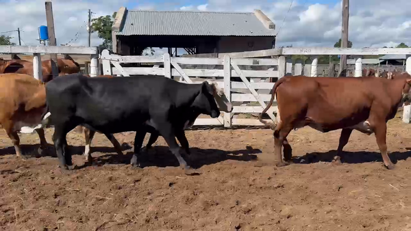 Lote 27 Vacas p/ invernar en Corrientes, Bella Vista