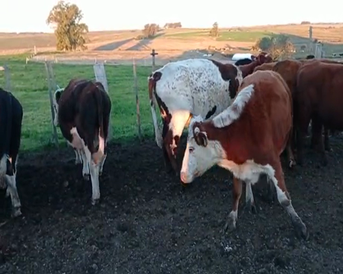 Lote 11 Novillos 1 a 2 años en Soriano