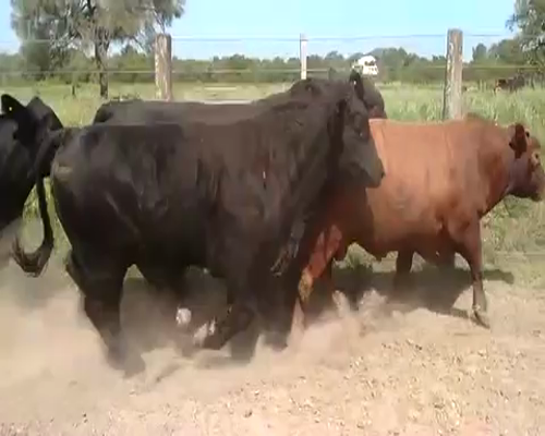 Lote 15 Toros de invernar en Pirané, Formosa