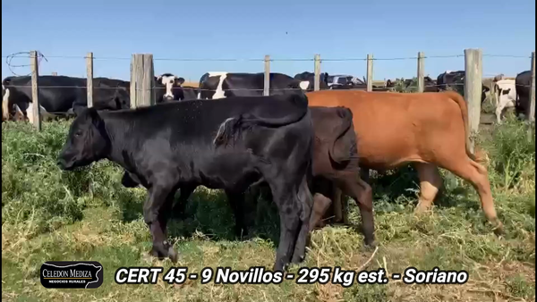 Lote 9 Novillos 1 a 2 años en Soriano