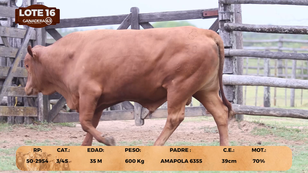 Lote LOTE 16