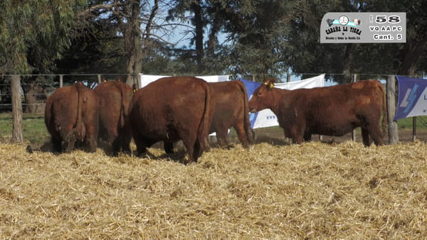 Lote VAQUILLONAS  PC  PARICION PRIMAVERA