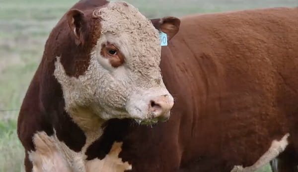 Lote Polled Hereford de La Ceferina