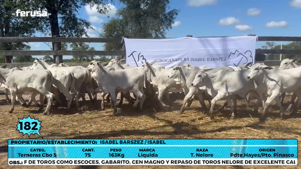 Lote LOTE 182