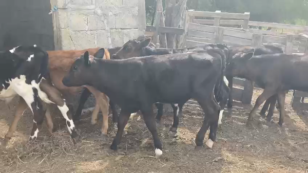 Lote 11 Terneros