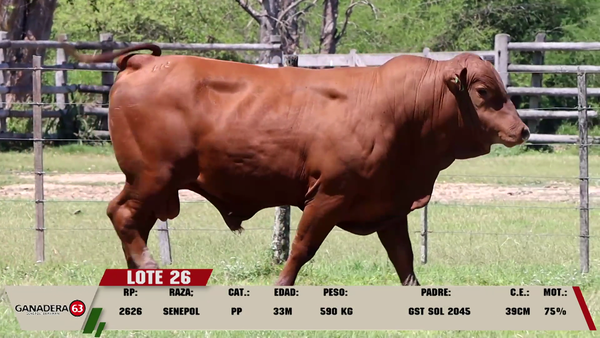 Lote LOTE 26