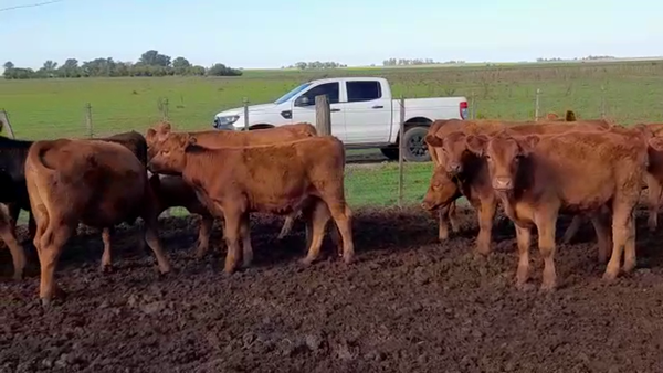 Lote 40 Terneras en Gral. Galarza, Entre Ríos