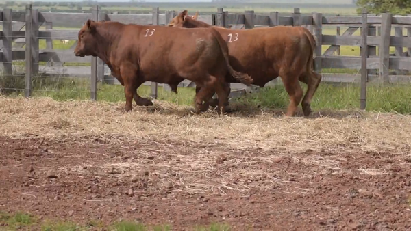 Lote 2 Toros, Salto