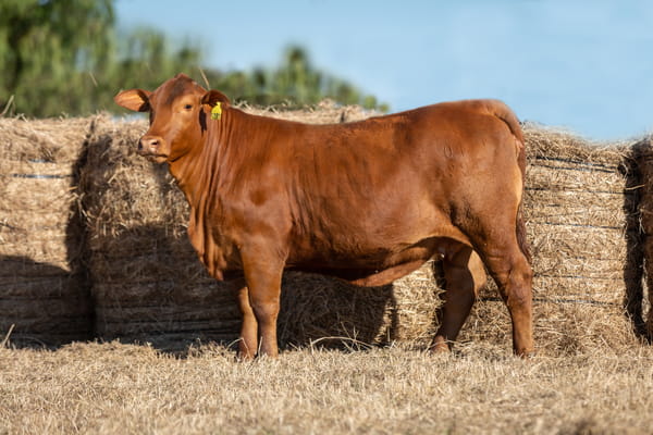 Lote Reproductores Altohondo - Lote 7