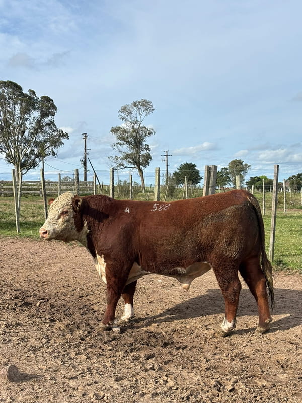 Lote Doña Elisa RP 588