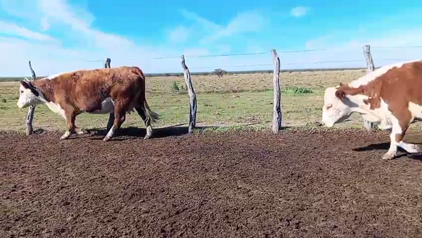 Lote 48 Vacas de invernar