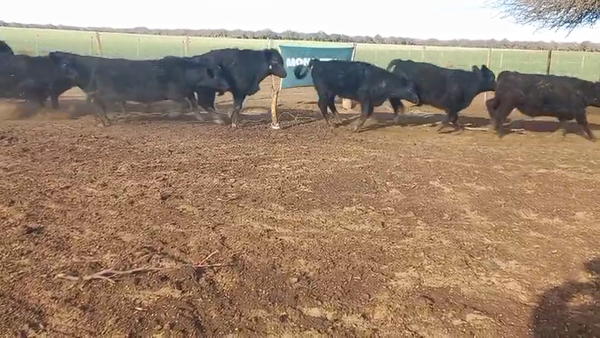 Lote 60 Terneros en Villa Huidobro