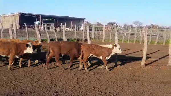 Lote 140 Terneros