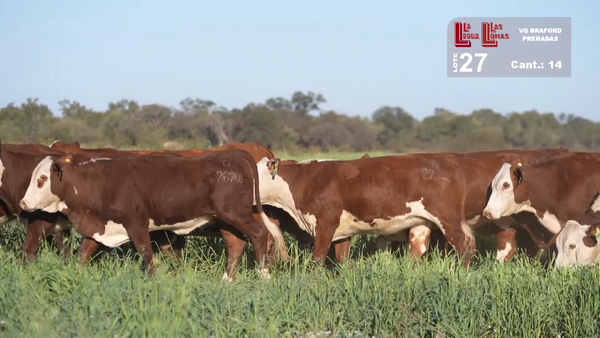 Lote VAQUILLONAS PREÑADAS BRAFORD