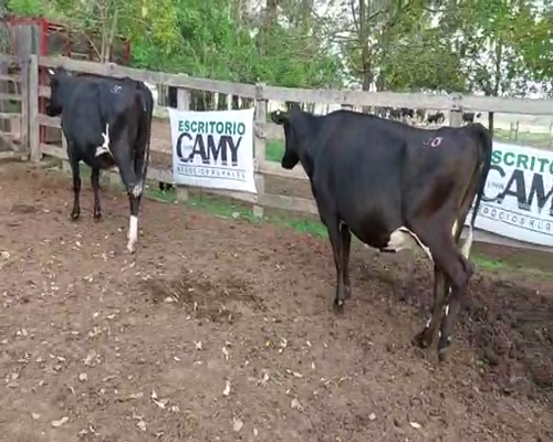 Lote 2 Vaca KIWI 480kg - , San José