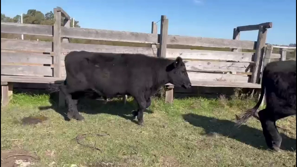 Lote NOVILLOS 2-3 AÑOS