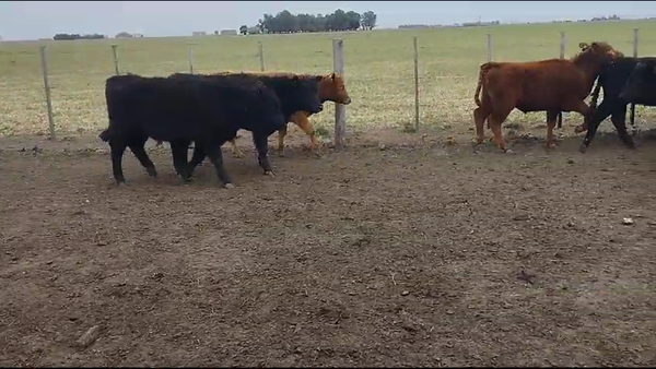 Lote 79 Terneros en Laprida, Buenos Aires