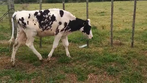 Lote 2 Vaquillonas 1 a 2 años HOLANDO 240kg - , San José