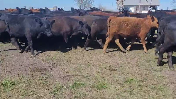 Lote 72 Novillitos en Villa Elisa, Entre Ríos