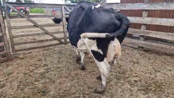 Lote 2 Vaca, San José