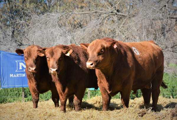 Lote "Cabaña ""La Marianita"" Toros Angus PC"
