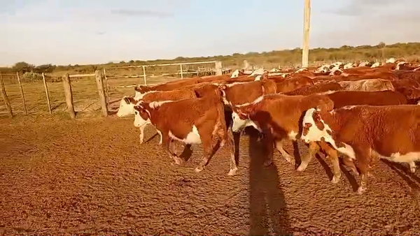 Lote 110 Terneras y vaquillas en Corrientes, Curuzú-Cuatiá